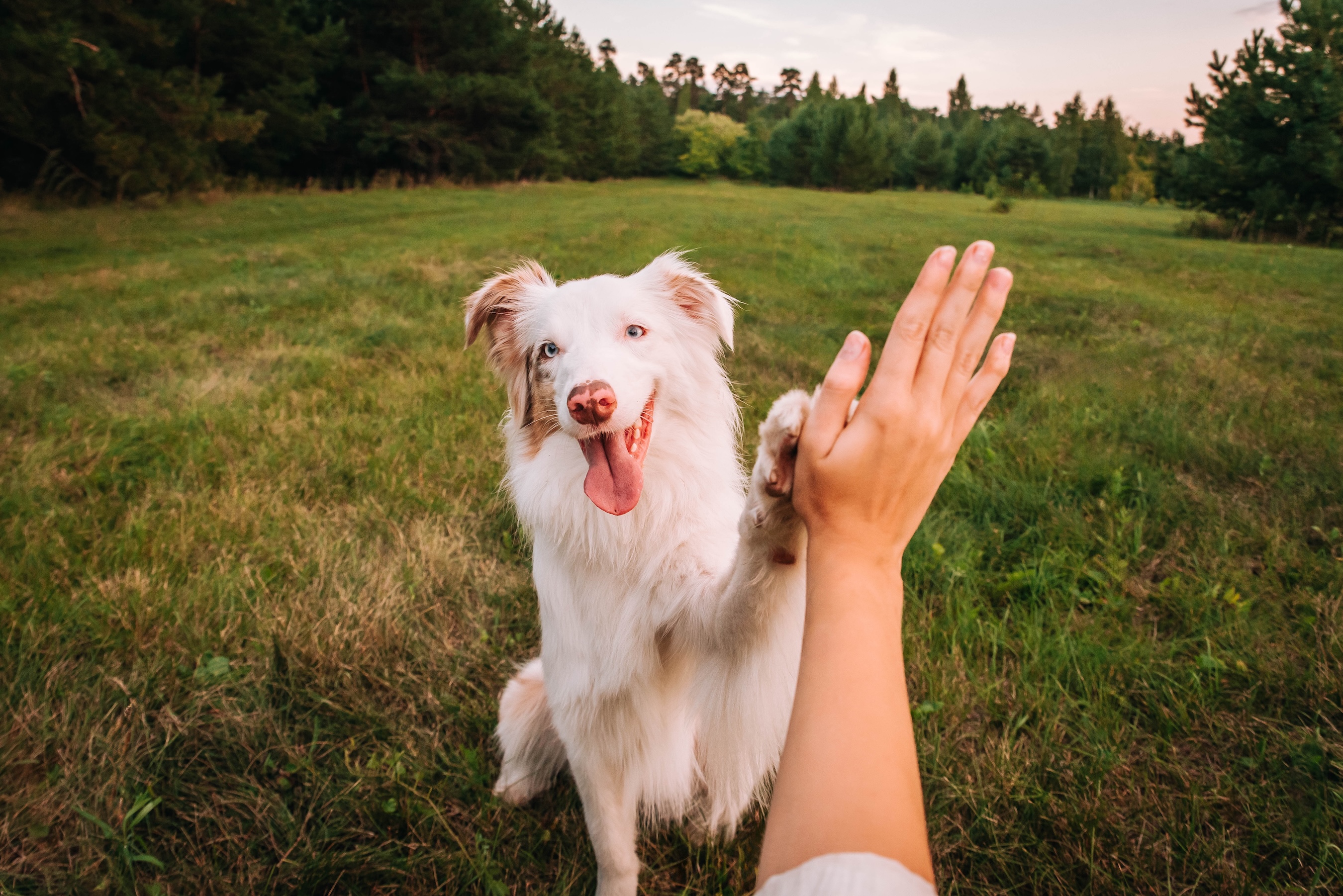 Volunteer with rescue dog outdoors