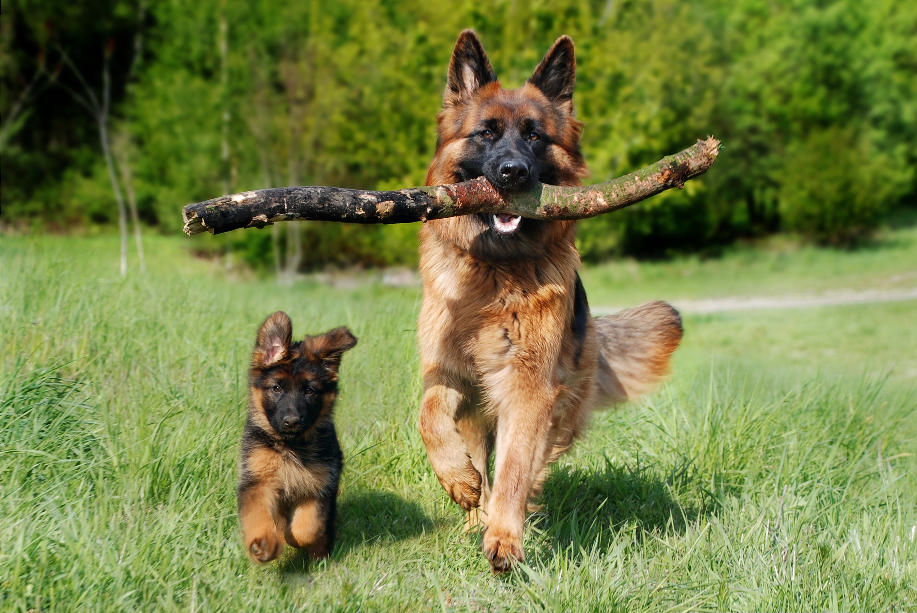 Pet owner enjoying a clean yard