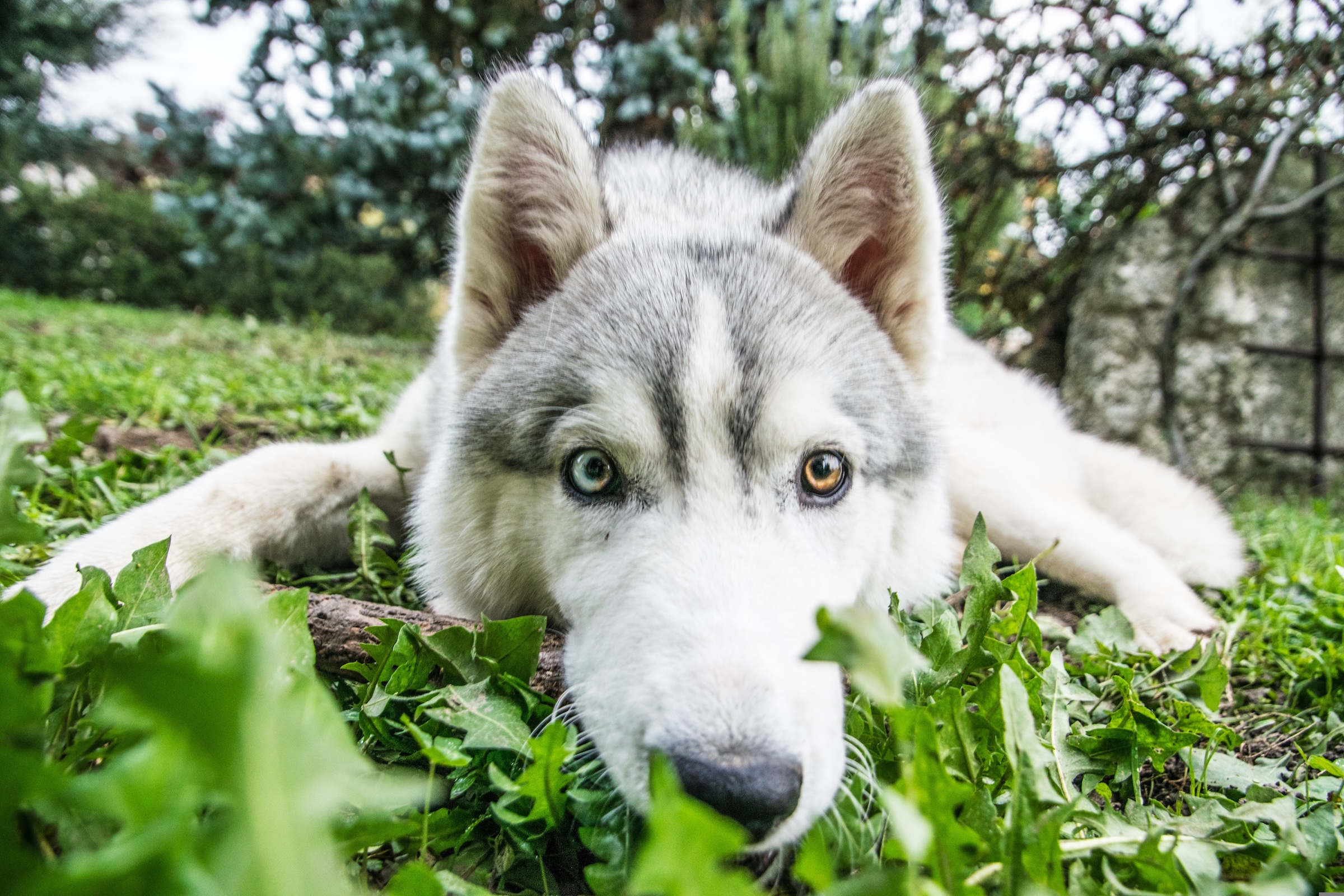Clean backyard and happy dog